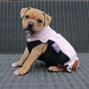 Dog Jackets For American Staffordshire Terriers