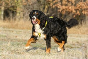 Dog Jackets For Bernese Mountain Dogs