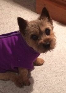 Dog Jackets For Cairn Terriers