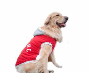 Dog Jackets For Labrador Retrievers
