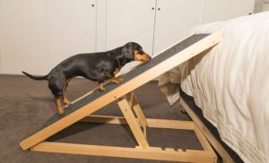 Pet Steps For Dachshunds