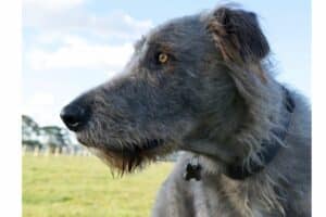 Pet Steps For Irish Wolfhounds