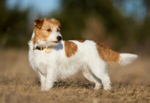 Pet Steps For Jack Russell Terriers