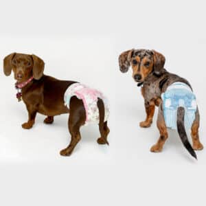 Dog Diapers For Female Dogs