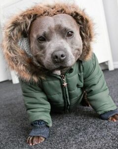 Dog Jackets For American Pit Bull Terriers