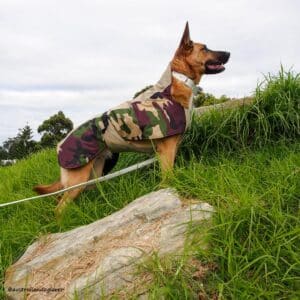 Dog Jackets For Australian Kelpies