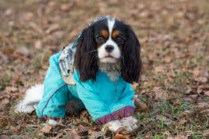 Dog Jackets For Cavalier King Charles Spaniels