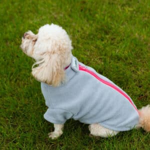 Dog Jackets For Cavapoos