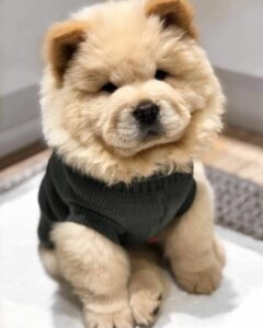 Dog Jackets For Chow Chows