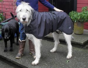 Dog Jackets For Irish Wolfhounds