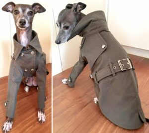 Dog Jackets For Italian Greyhounds