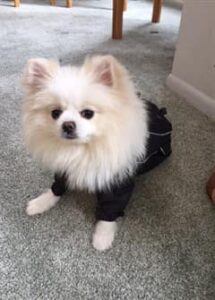 Dog Jackets For Pomeranians