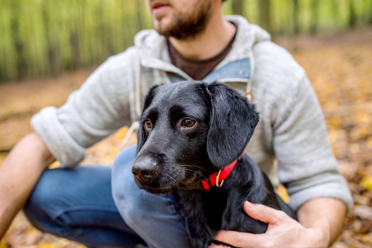 Black Dog With REd Collar