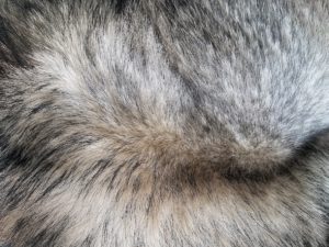 Shedding In Dogs – Reasons and Solutions