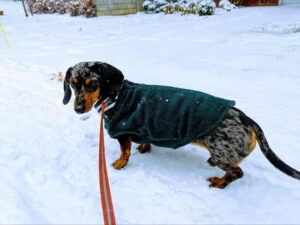 Dog Jackets For Dachshunds