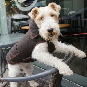Dog Jackets For Fox Terriers