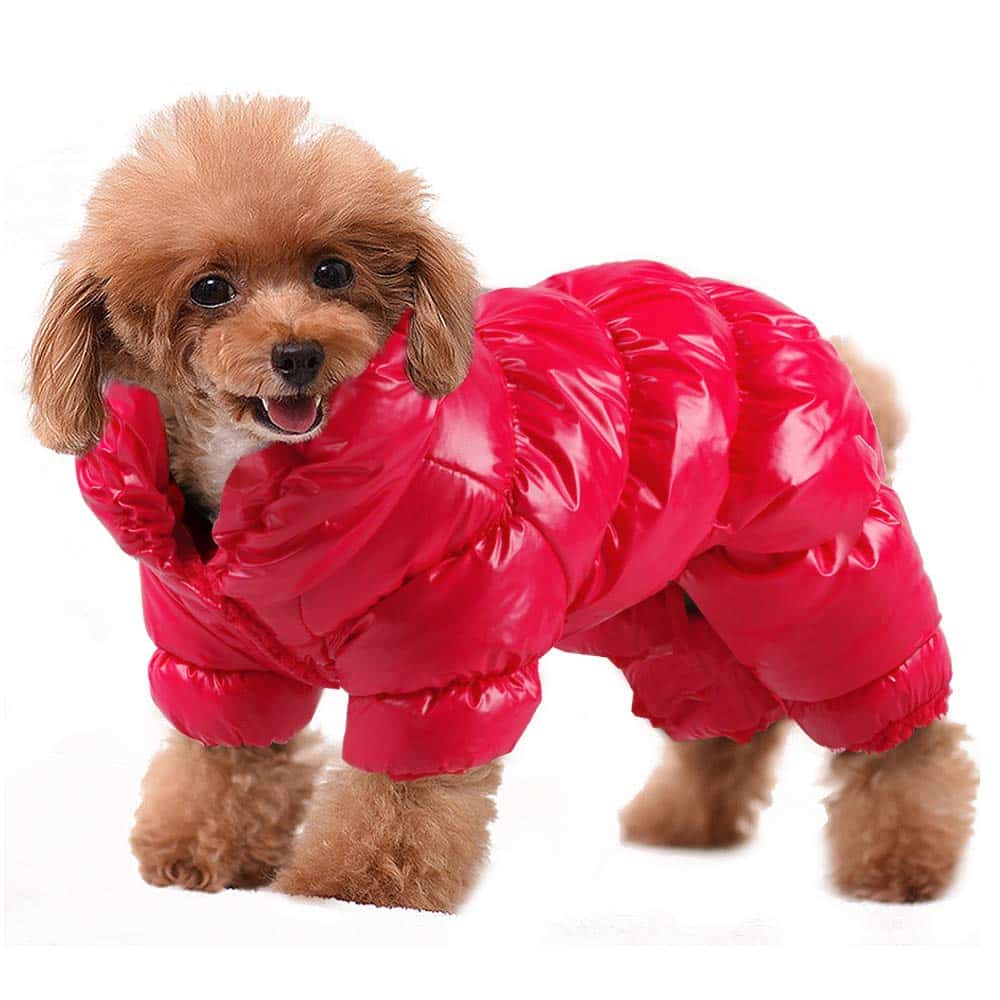 Best Dog Jackets For Poodles Updated September 2024