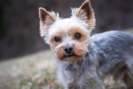 Hair Clippers For Yorkies