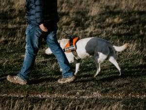Blind Dog Harness – All You Need To Know