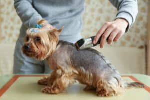 Dog Clippers For Thick Hair