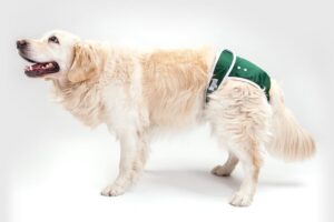 Dog Diapers For Male Dogs