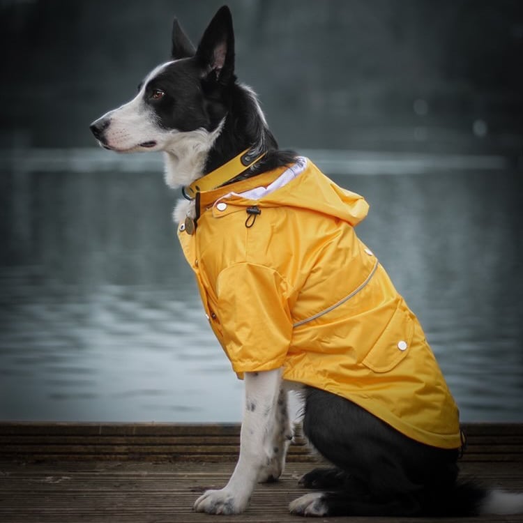 Dog Jackets For Border Collies L Top Reviews & Analysis