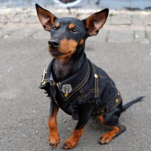 A Fashionable Choice: The Best Dog Jackets for Manchester Terriers