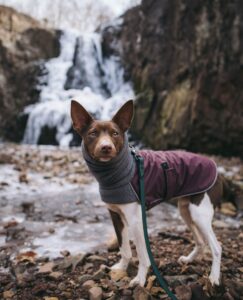 Dog Jackets For Rat Terriers