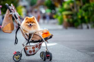 Dog Strollers