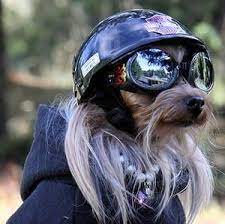 Helmets And Goggles For Dogs