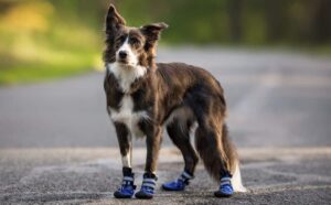 Dog Boots For Heat
