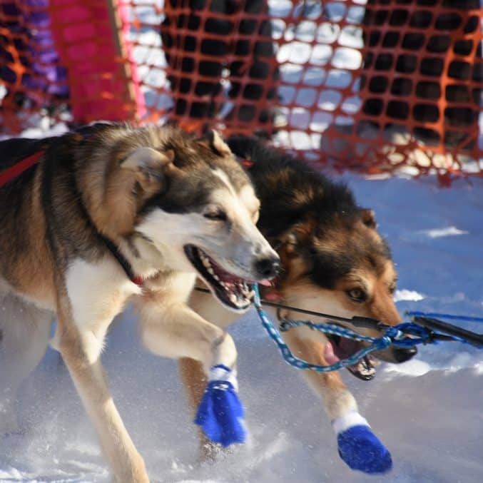 Best Dog Boots For Sled Dogs Updated August 2024