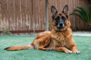 Invisible Fences For German Shepherds