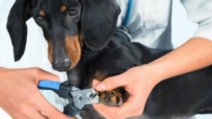 Toenail Clippers For Large Dogs