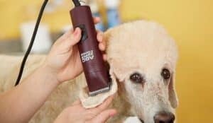 Cheap Dog Clippers