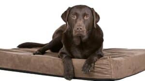 Dog Beds For Labradors