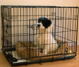 Dog Cages For Puppies