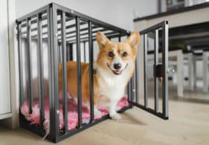 Dog Crates For Apartments