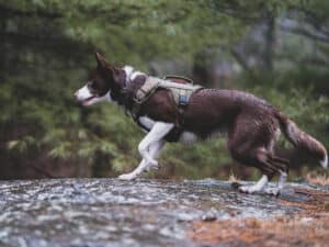 Hunting Dog Harnesses