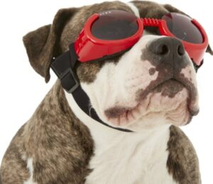 Goggles For Boxer Dogs