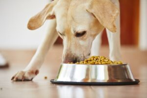 High Calorie Low Fat Dog Foods