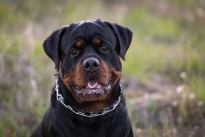 Pet Steps For Rottweilers