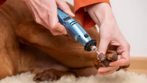 Rotary Tools For Dog Nails