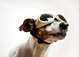 Safety Glasses For Dogs