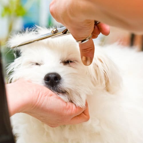 Picture of Best Thinning Shears For Dogs - Updated March 2026