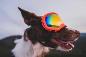 Snow Goggles For Dogs