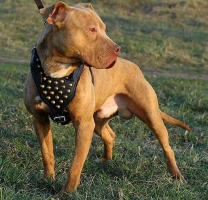 Spiked Harnesses For Pitbulls