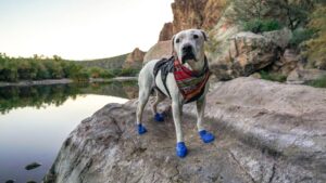 Walking Boots For Dogs
