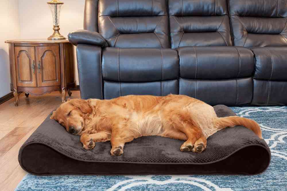 Best XL Dog Beds Updated May 2024