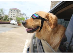 Colorblind Glasses For Dogs